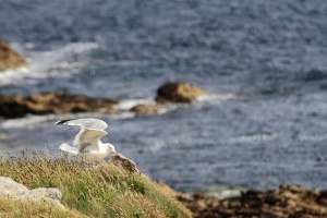 Mouettes