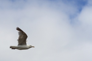 Mouettes