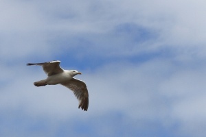 Mouettes