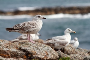 Mouettes