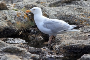 Mouettes