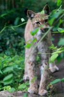 Zoo Bioparc