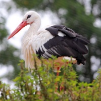 Zoo Bioparc