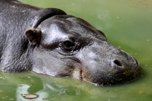 Zoo Bioparc