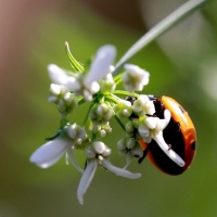 20120816 Insectes 3255 