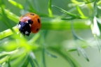 Coccinelles