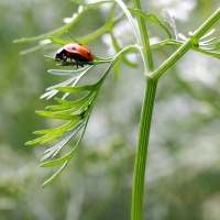 20120816 Insectes 3270 