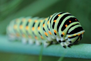 Machaon