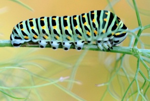 Machaon