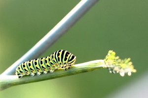 Machaon