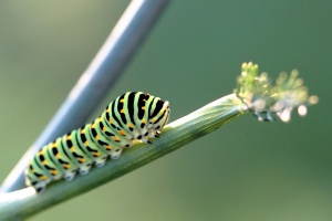 Machaon