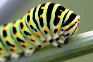 Machaon