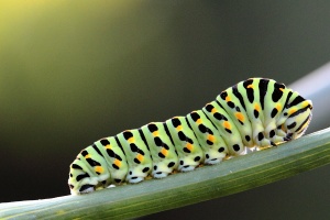 Machaon