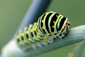 Machaon