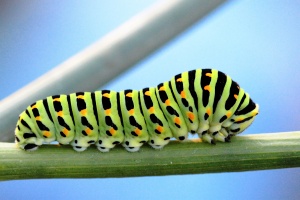 Machaon