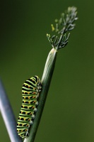 Machaon