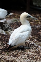 Marais aux oiseaux