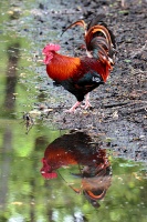 Marais aux oiseaux