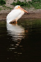 Marais aux oiseaux