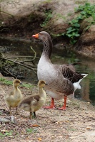 Marais aux oiseaux