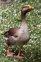 Marais aux oiseaux