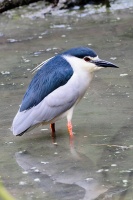 Marais aux oiseaux