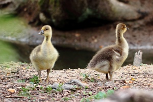 Marais aux oiseaux