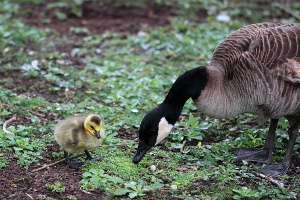 Marais aux oiseaux