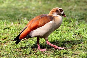 Marais aux oiseaux