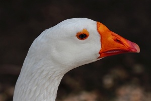 Marais aux oiseaux