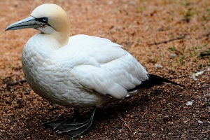 Marais aux oiseaux